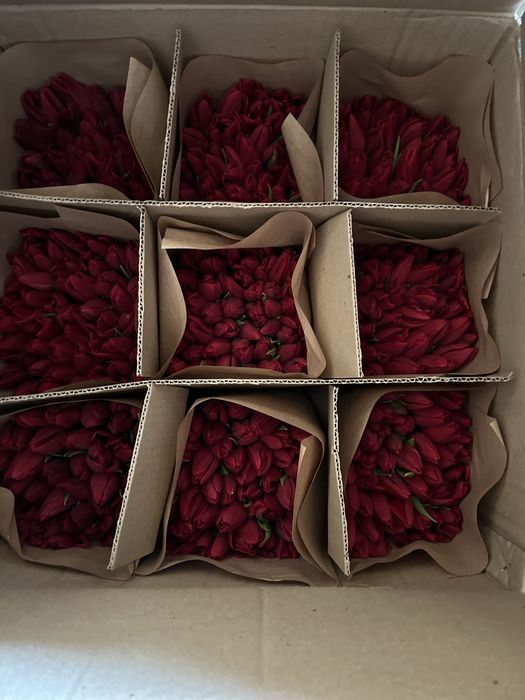 Тюльпаны большие оптом