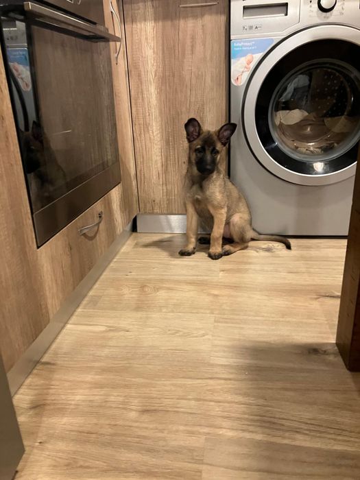 Donez malinos 3 luni