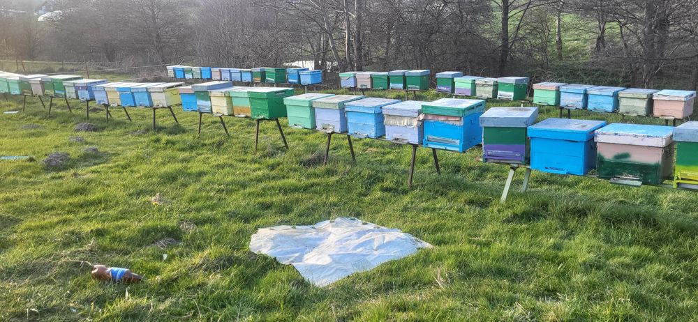 Vand 30 de famili de albine