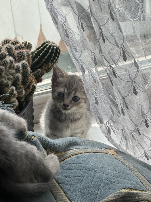 Отдам котят в хорошие руки!