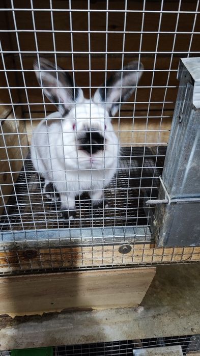 Калифорнийски зайци