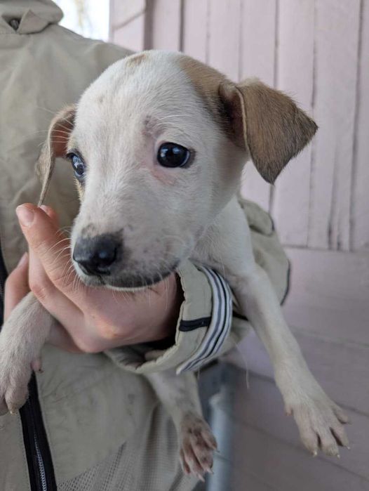 Щенки стафорда и дворянина