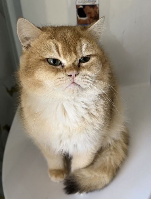 ВЯЗКА. Британский шиншилла. Мушук чатиштириш