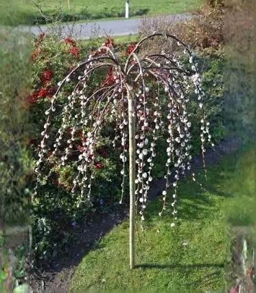 Salix Pendul La Ghiveci