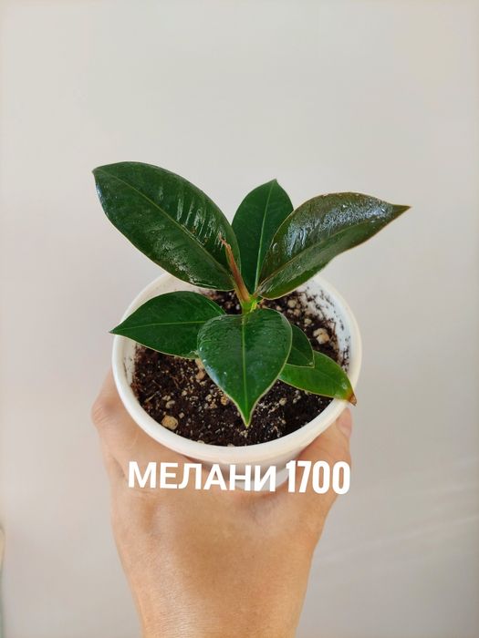 Комнатные растения