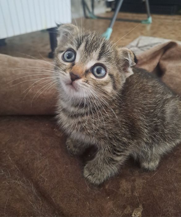 Шотландский вислоухий котик