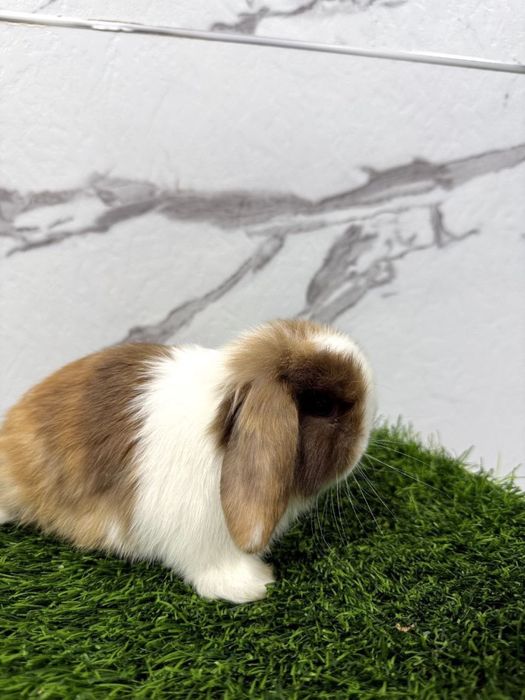 Bolalar uchun dekorativ quyonchalar sotuvda