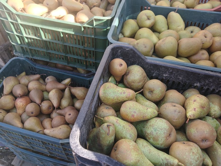 Pere de vanzare en- gros si en - detail