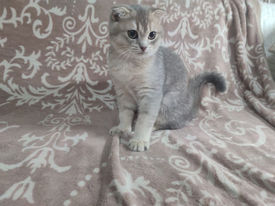 Кошечка скотиш фолд