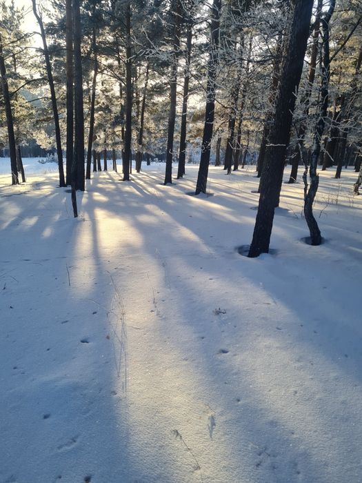 Сдам квартиру на природе
