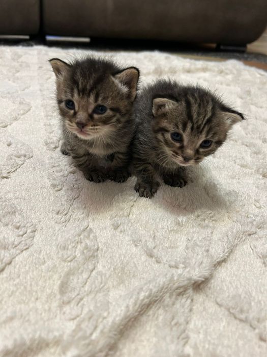 отдаем котят бесплатно