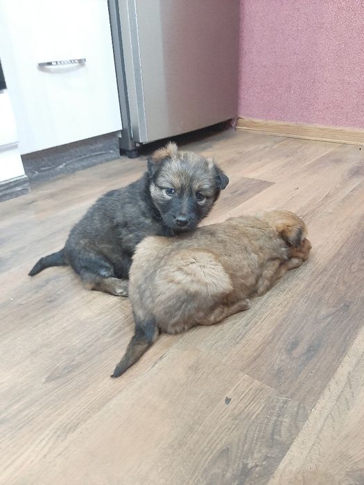 Животные , щенки  больше месяца