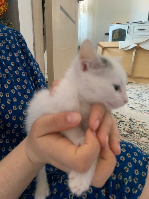 Отдам котенка даром