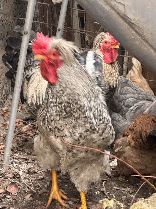 Продам двух петухов