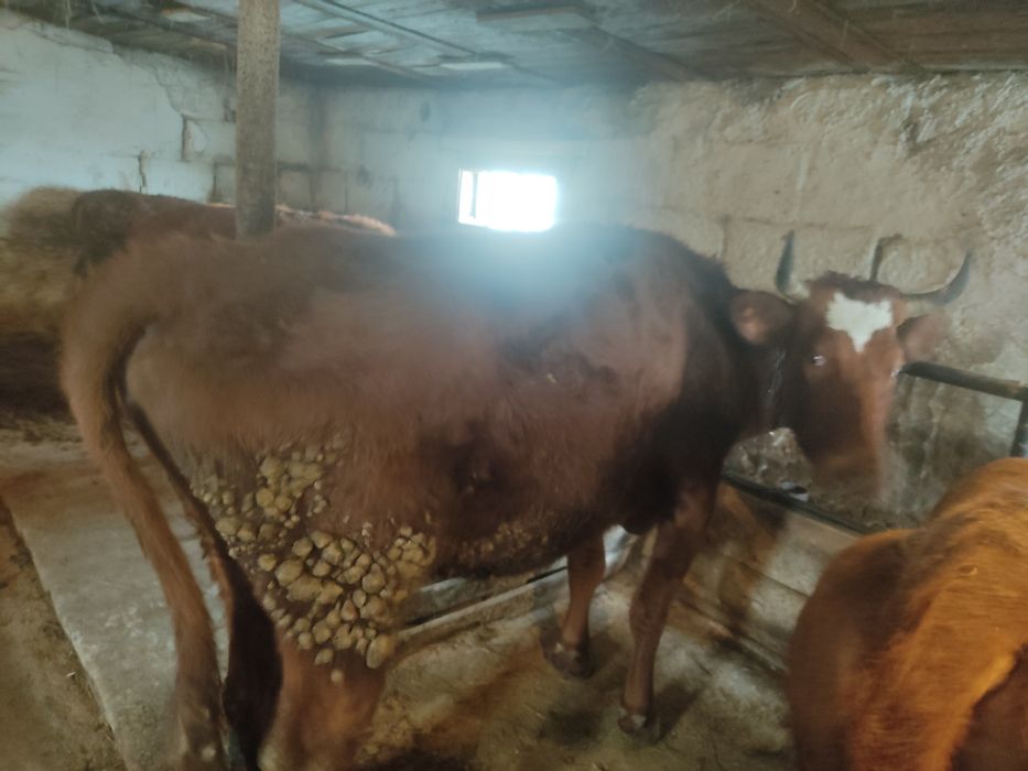 Тёлочек годовалых