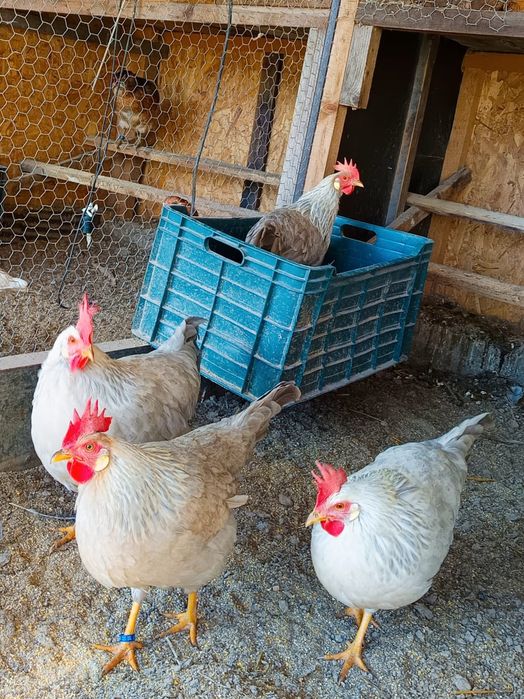 Ouă incubat găini italiană perlata