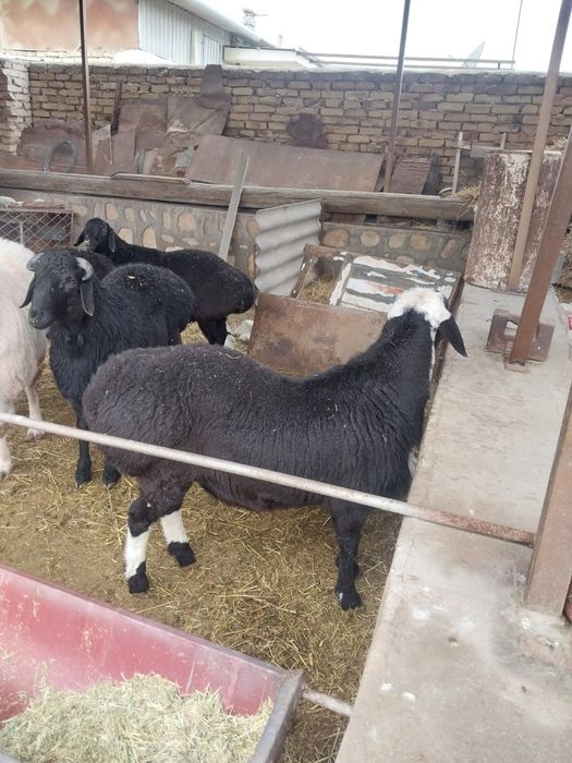 6 ta boqilgan qochqor sotiladi