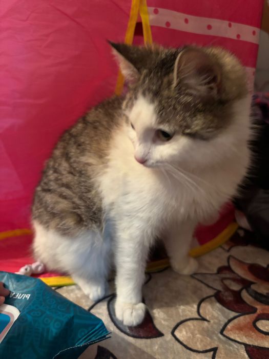 Котёнок 5 месяцев