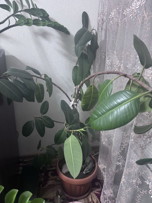 Домашний цветок Фикус.             .