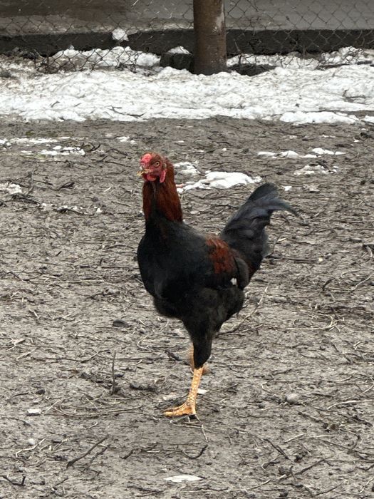 Xoroz va tovuqlar bor jaydari