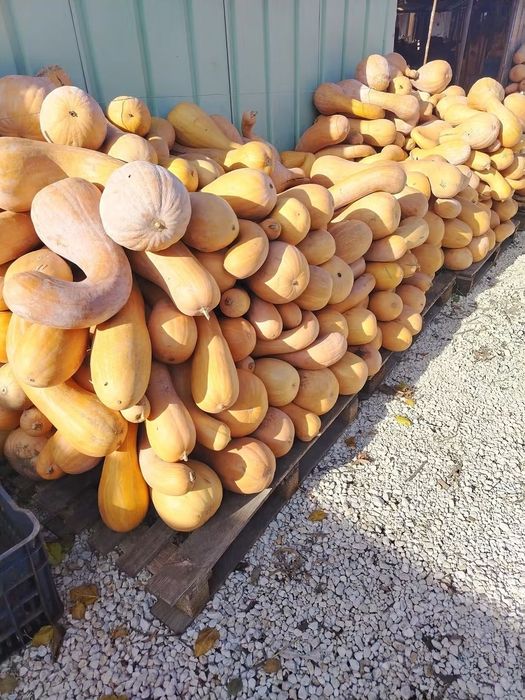 Продавам тикви цигулка