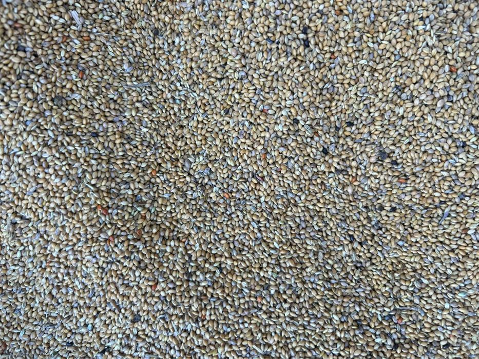 Dughie galbenă 2025