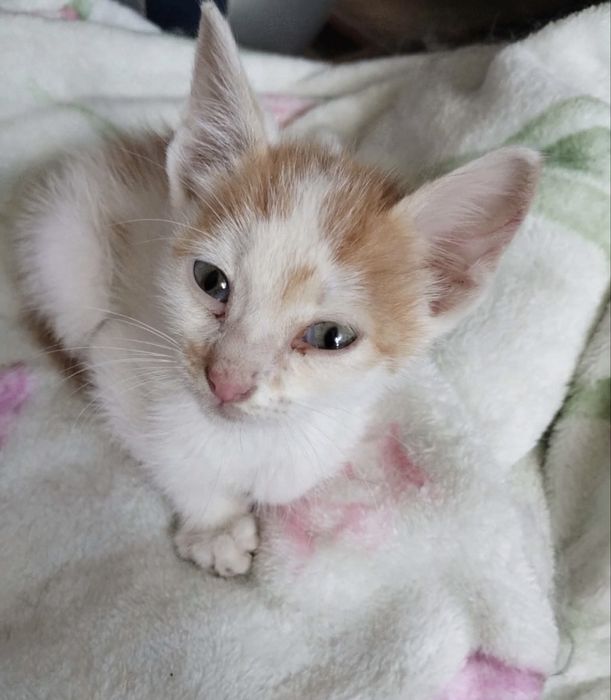Бебе коте търси дом