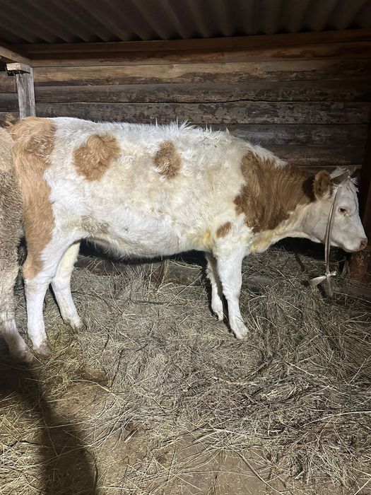 Продам Первателку