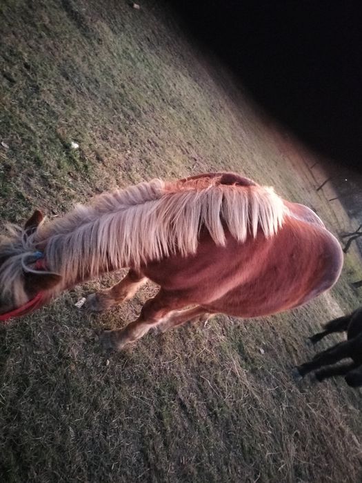 Vînd mînz șarg 9 luni