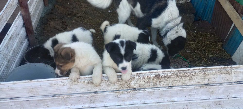 Подарявам кученца.