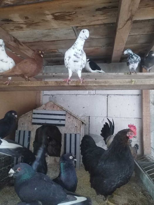 Vand porumbei voiajori germani,jucatori si pestriti etc