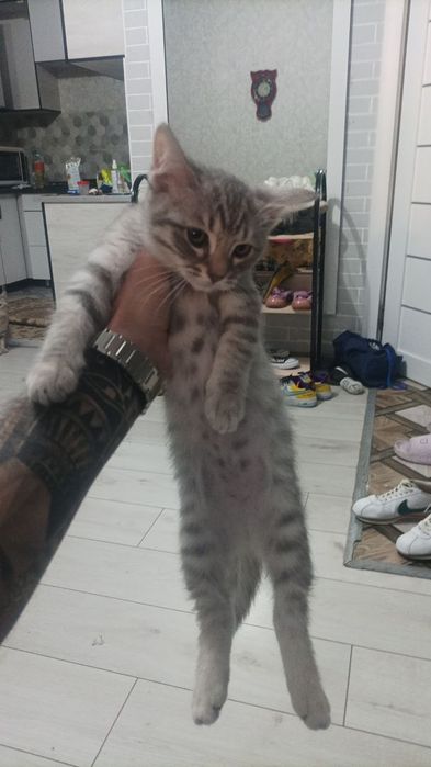 Отдам котят в хорошие руки