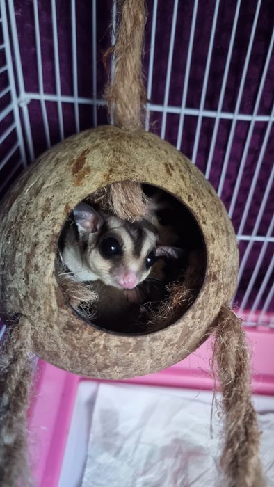 Veverițe zburătoare sugar glider