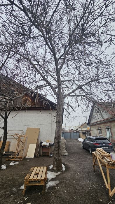 Спил деревья орех абрикос