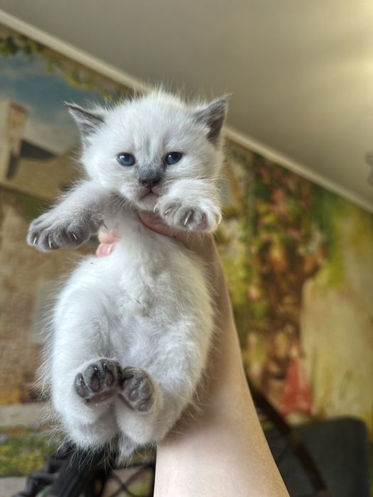 Котята-полу шотландцы