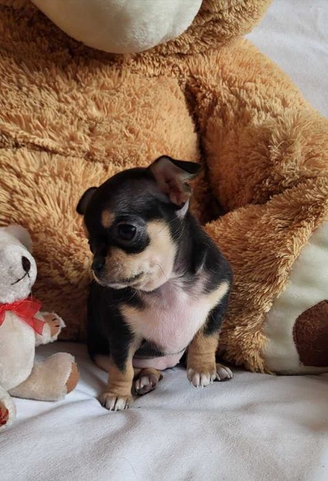 Кученцата Чихуахуа