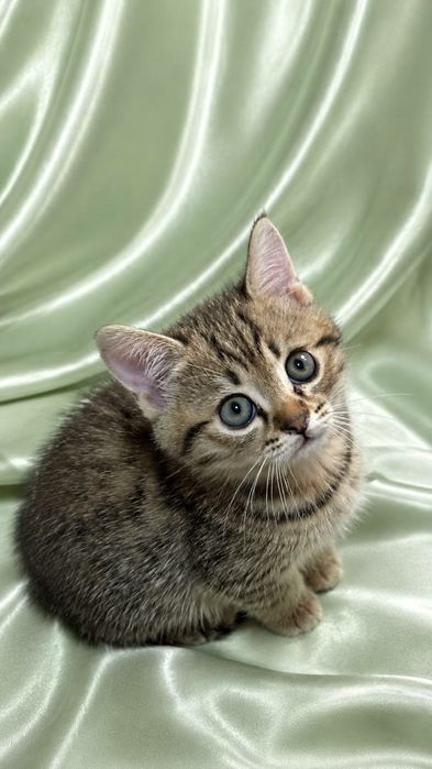 Зотли мушукчалар Породистые котята