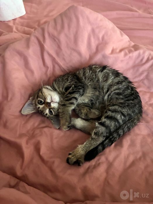 Котенок в добрые руки