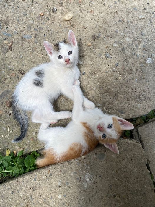 Donez pui de pisică