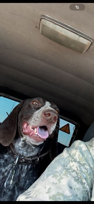 Куцхар оэхотичный собака