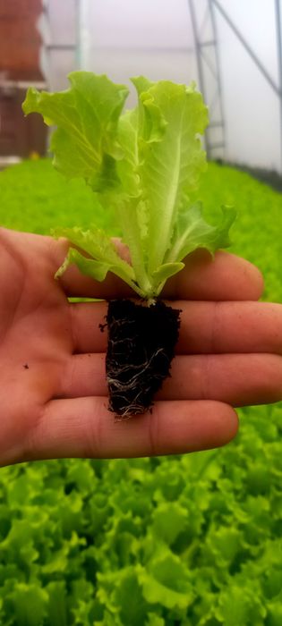 Разсад салата,лук,копър,магданоз