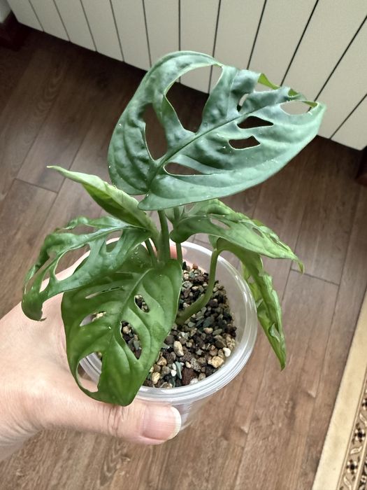 Монстера манки маск