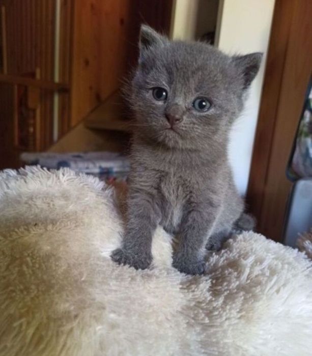 Котяьа к лотку приучены,  девочки