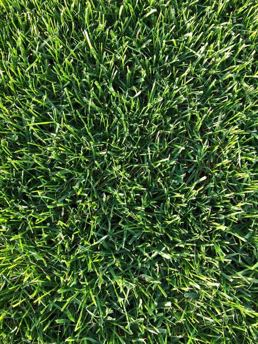 Gazon ekish xizmati apto palif ishlari archalar kesish va dorilash