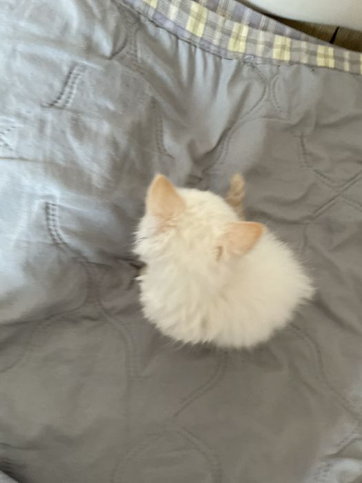 Отдам котёнка.