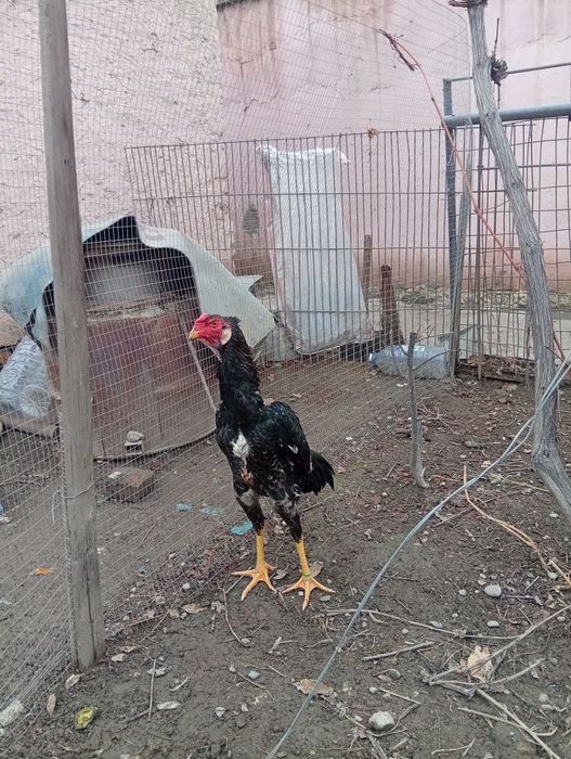 Жожалар сотилади.