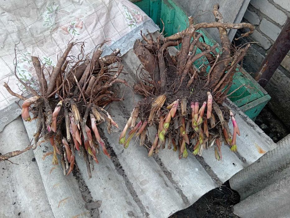 Продам ПИОН (белый)