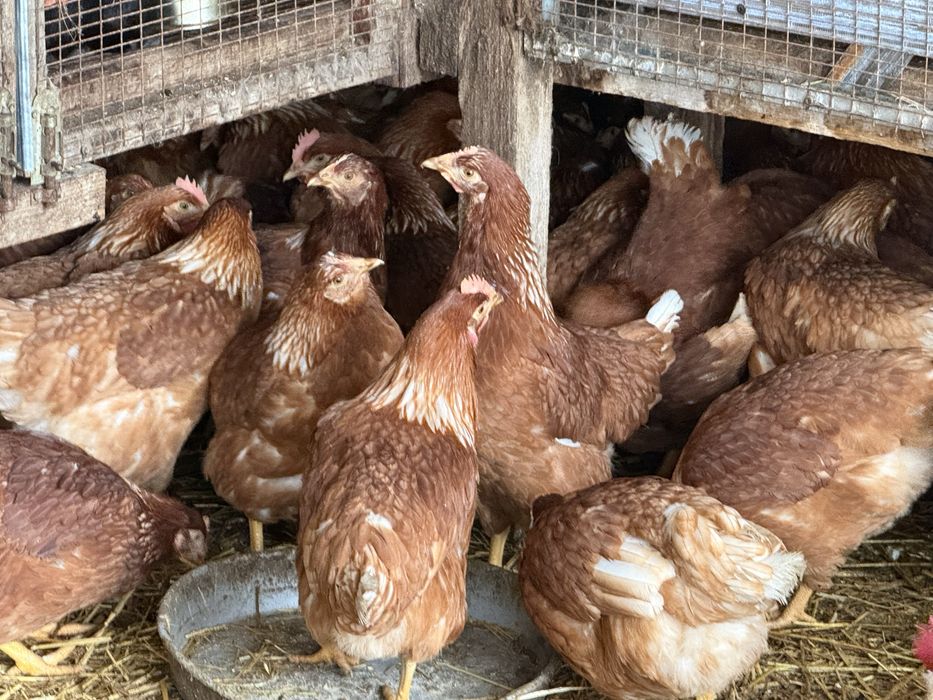 Разплодени яйца от Породи