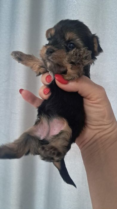 Йоркширский терьер девочка