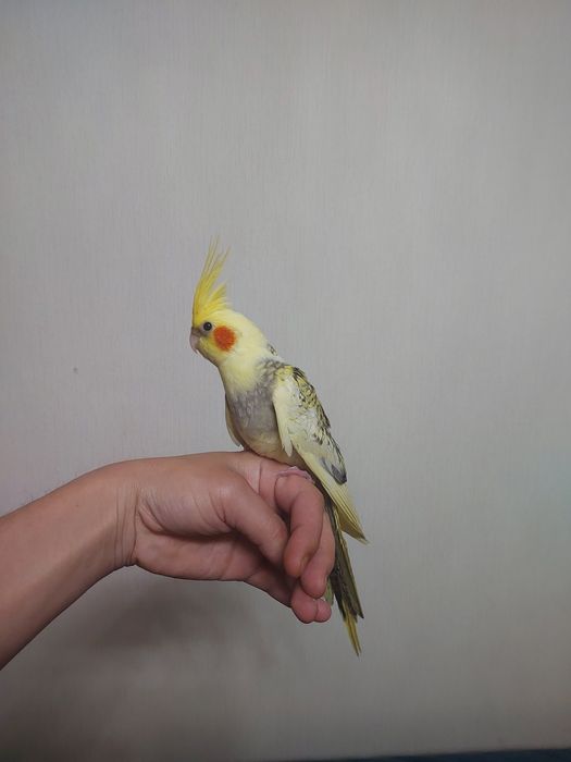 Корела мальчик ручной